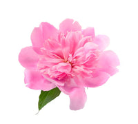 Extracto de flor de peonía