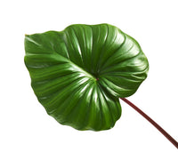 Heartleaf (Houttuynia Cordata)