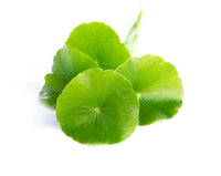 Centella asiática