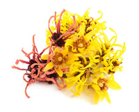 Hamamelis