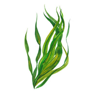 Extracto fermentado de algas marinas