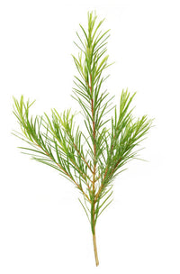 Aceite de árbol de té