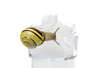 Mucina de caracol
