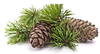 Pine Leaf Extract