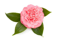 Aceite de Camellia Japonica