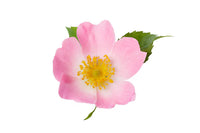 Rosa Mosqueta (Rosehip)